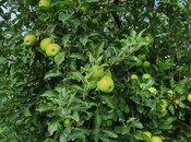 Satılır  torpaq 168 sot, photo 5 from 8