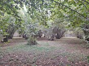 Satılır  torpaq 33 sot, photo 4 from 8