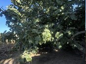 Продаётся  участок 6 сот, пос. Шувеляны, photo 6 from 8