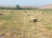 Объявление №5523953 - Загатала, Загатала, 3000 сот