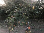 Объявление №5528001 - Баку, пос. Ахмедлы, 2.5 сот