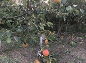 Продаётся  участок 2.5 сот, пос. Ахмедлы, photo 2 from 3