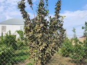 Продаётся  участок 8 сот, пос. Ашагы Гюздек, photo 2 from 8