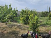 Продаётся  участок 8 сот, пос. Ашагы Гюздек, photo 6 from 8