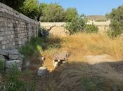 Elan №5537040 - Bakı, Buzovna q., 5 sot