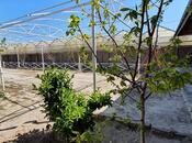 Satılır  obyekt 1 550 m², Türkan q., photo 5 from 8