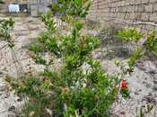 Elan №5549203 - Bakı, Görədil q., 9 sot