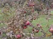 Продаётся  участок 40 сот, photo 4 from 7