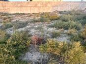 Satılır  torpaq 5.8 sot, Novxanı q., photo 4 from 7