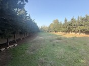 Elan №5569004 - Bakı, Bilgəh q., 18 sot