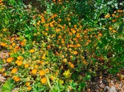 Продаётся  участок 10 сот, пос. Новханы, photo 4 from 8