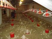 Satılır  obyekt 3 000 m², Xocəsən m., photo 5 from 8