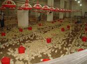 Satılır  obyekt 3 000 m², Xocəsən m., photo 4 from 8