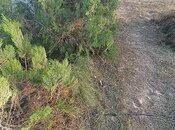 Продаётся  участок 12 сот, пос. Тюркан, photo 8 from 8