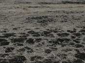 Satılır  torpaq 20 978.9 sot, photo 7 from 8