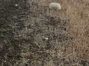 Продаётся  участок 3 939 сот, photo 2 from 8