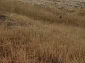 Elan №5582641 - Qobustan, Qobustan, 3939 sot