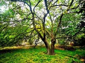 Satılır  torpaq 24 sot, Bilgəh q., photo 5 from 8