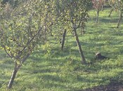 Satılır  torpaq 4 sot, photo 4 from 6