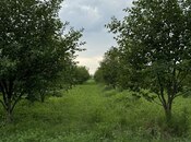 Satılır  torpaq 210 sot, photo 4 from 7