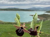 Elan №5634300 - Şabran, Şabran, 400 sot