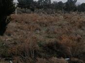 Elan №5644383 - Siyəzən, Siyəzən, 100 sot