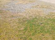 Satılır  torpaq 100 sot, photo 3 from 3