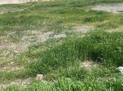 Продаётся  участок 62 сот, м. Ходжасан, photo 4 from 4