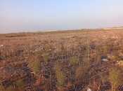 Satılır  torpaq 300 sot, photo 2 from 4