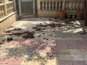 Продаётся 4-комн. дом/дача 240 м², пос. Ясамал, photo 5 from 8