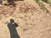 Продаётся  участок 2 сот, пос. Горадил, photo 4 from 6