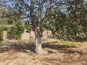 Объявление №5651438 - Баку, пос. Горадил, 2 сот