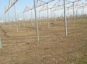 Satılır  torpaq 120 sot, Novxanı q., photo 4 from 7