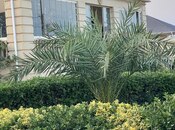 4 otaqlı həyət evi/bağ evi - Pirallahı r. - 240 m²