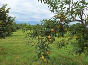 Продаётся  участок 100 сот, photo 8 from 8