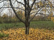 Elan №5691886 - Quba, Quba, 81 sot