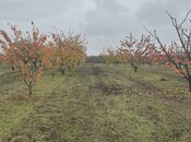 Satılır  torpaq 81 sot, photo 2 from 5