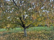 Satılır  torpaq 81 sot, photo 5 from 5