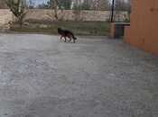 Satılır 4 otaqlı həyət evi/bağ evi 115 m², Buzovna q., photo 5 from 8