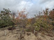 Продаётся  участок 5 сот, пос. Мардакан, photo 3 from 8