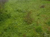 Продаётся  участок 25 сот, photo 4 from 4