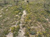 Elan №5721575 - Bakı, Dübəndi q., 9.5 sot