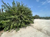 Продаётся  участок 75 сот, пос. Нардаран, photo 7 from 8