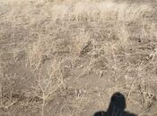 Продаётся  участок 26 сот, Кедабек р., photo 7 from 8