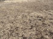 Продаётся  участок 26 сот, Кедабек р., photo 5 from 8