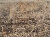 Продаётся  участок 26 сот, Кедабек р., photo 2 from 8