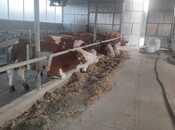 Продаётся  объект 800 м², photo 3 from 4