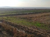 Elan №5742975 - Hacıqabul, Hacıqabul, 3300 sot