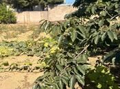 Elan №5748002 - Bakı, Görədil q., 1.7 sot