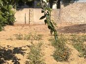 Продаётся  участок 2 сот, пос. Горадил, photo 7 from 7